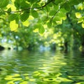 Tranquil green leaves reflecting in calm water