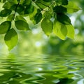 Tranquil Green Leaves Reflecting on Water Surface