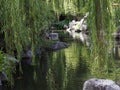 Tranquil harmonious tropical aquatic garden. Royalty Free Stock Photo