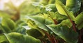 The Tranquil Harmony of Fresh Leaves in a Garden Basking in Sunlight