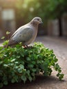 Tranquil Harmony A Gray Dove Perched with a Green Rue on a Serene Day