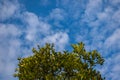 Tranquil Horizon: Nature\'s Beauty in Blue Sky and Green Foliage Royalty Free Stock Photo