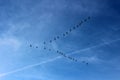 Tranquil image of bright blue skies, jet streams and vee of birds flying South for Winter