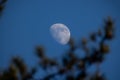 Waxing Gibbous Moon in Daylight Sky with Pine Silhouette Royalty Free Stock Photo