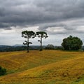 Tranquil image of two Araucaria Pine trees in the Campo Magro region of Parana, Brazil Royalty Free Stock Photo