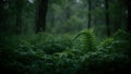 Tranquil image of unfurling fern leaf in damp forest Royalty Free Stock Photo
