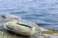 White Sage Smudge Stick and Abalone Shell Close Up Royalty Free Stock Photo