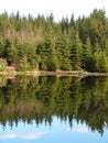 Tranquil lake in forest with fir trees and reflections in water Royalty Free Stock Photo