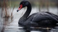 Tranquil lake scene graceful black swan gliding peacefully with ample copy space Royalty Free Stock Photo