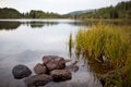 Tranquil lake scene with reeds and rocks Royalty Free Stock Photo
