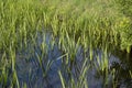 Tranquil landscape at a ditch, grasses and leaves on the edge of the ditch, the blue sky reflected in the water Royalty Free Stock Photo