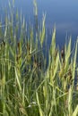 Tranquil landscape at a ditch, grasses and leaves on the edge of the ditch, the blue sky reflected in the water Royalty Free Stock Photo
