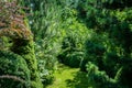 The tranquil landscape of an evergreen garden: boxwood Buxus sempervirens, Thuja occidentalis Aurea, Juniperus squamata Ãâlue