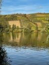 a lake with vineyards in the distance and trees to the right Royalty Free Stock Photo