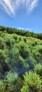 a green field filled with lots of pine trees under a blue sky Royalty Free Stock Photo