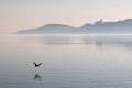 Tranquil landscape of Lake Balaton, with the foggy Tihany in the background and flying bird in the out of focus