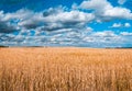 Tranquil landscape of vivid yellow wheat field. Royalty Free Stock Photo