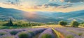Tranquil lavender fields at sunset, scenic agriculture views in picturesque summer landscape Royalty Free Stock Photo