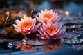 Tranquil Lotus Flowers Blossoming on Serene Waters. Harmonious Blend of Calm and Beauty Royalty Free Stock Photo