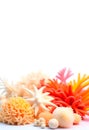 Tranquil Marine Scene: Dried Corals, Starfish, and Sponges with Room for Text