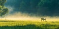 Tranquil Meadow with Grazing Deer and Morning Mist Royalty Free Stock Photo