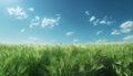 Tranquil meadow, green grass, blue sky, ripe wheat, peaceful nature