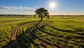 Tranquil meadow, green grass, sunset nature beauty in rural landscape generated by AI Royalty Free Stock Photo