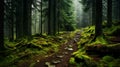 Tranquil misty coniferous forest path