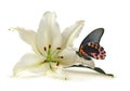 Tranquil Moment with White Lily and Beautiful Butterfly Royalty Free Stock Photo