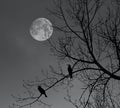 Silent Sentinels : Cormorants At Dawn Beneath The Full Moon