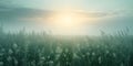 Tranquil Morning Serenity A Misty Sky Over Blossoming Grass With Ample Copy Space Royalty Free Stock Photo