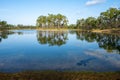 Tranquil morning waterscape with Alligator at Long Pine Key in Everglades.