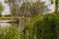 Tranquil natural setting with pelicans swimming at Kow Swamp in Central Victoria, Australia Royalty Free Stock Photo