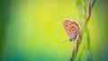 Beautiful nature close-up, summer flowers and butterfly under sunlight. Calm nature background Royalty Free Stock Photo