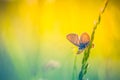 Beautiful nature close-up, summer flowers and butterfly under sunlight. Calm nature background Royalty Free Stock Photo