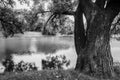 Monochrome image. Quiet place on a pond surrounded by old trees in the Park.