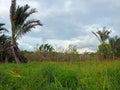 Tranquil Oasis: Green Grass and Palms in the Tropical Forest