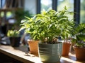 Tranquil office plant by window amidst busyness