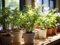 Tranquil office plant by window amidst busyness