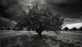 Tranquil olive tree meadow under dramatic monochrome sky at dusk generated by AI