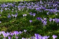 Tranquil outdoor scene with a large expanse of lush vibrant purple Purple crocus flowers