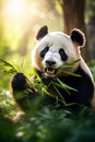 A tranquil panda munching on bamboo in a warm, sunlight-filled forest setting