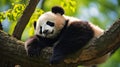 Tranquil Panda: A Serene Scene of Harmony and Nature\'s Wonders