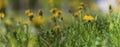 A tranquil panoramic landscape of natural blooming yellow flowers with fresh green grass in a garden for the background