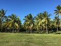 Tranquil park scene with lush green grass, tall trees, and an expanse of blue sky in the background Royalty Free Stock Photo