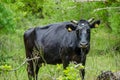 Tranquil Pastoral Scene: Black Bull Grazing in Meadow. Beautiful Black Bull Grazing in a Serene Meadow Landscape.