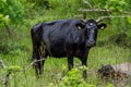 Tranquil Pastoral Scene: Black Bull Grazing in Meadow. Green Grass in Background. Countryside in Rural Place in Greece