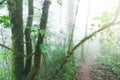 A tranquil path in a tropical rainforest Royalty Free Stock Photo