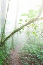 A tranquil path in a tropical rainforest Royalty Free Stock Photo