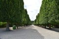 a path that is paved with a row of trees and benches Royalty Free Stock Photo